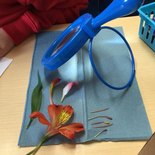 Science- Autumn 1- 2025